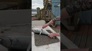 The White King: A Rare King Salmon