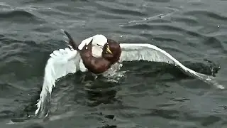 Weasel Vs Seagull