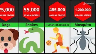 Humans killed per year by Deadly Insects,Animals