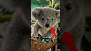 TOP 5 CUTEST ANIMALS THAT CAN ACTUALLY KILL YOU! 😱💀