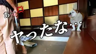 久しぶりに大ヒットを打ち放ち　叱られるブルドッグ