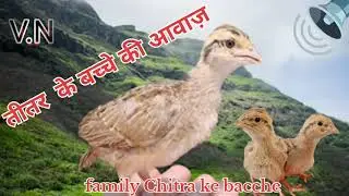 तितर के बच्चे कि आवाज़.Teetar ke Bache ki.Aavaj.. Baby teetar awaz  bche ki sound