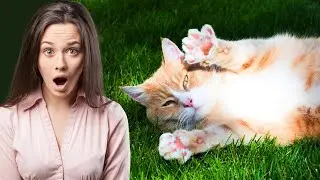 The Science of Cat Paws: How They Aid in Balance, Grip, and Hunting #facts #cat