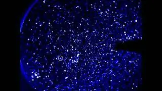 STEREO-B: Comet Elenin Aug 1-5 2011