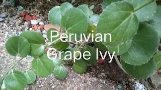 Peruvian Grape Ivy /Arabian Wax Ivy Plant /Propagation &Care /পুলি আৰু যতন কেনেকৈ কৰিব 🙏
