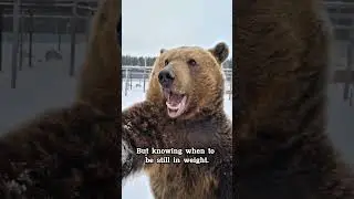 5 Good Quotes About Bear Part 3 #bear  #nature #wildlife #animals #junglefuny #animalshorts