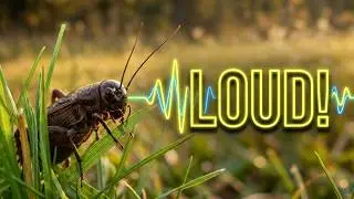 A Singing Cricket (Gryllus campestris)