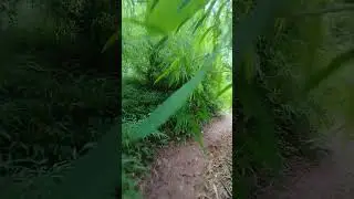 exploring greenery #naturegreen #jungleadventure #wildlifewonders
