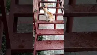 cat enjoying raining in Ramadan #catlover #cats #catvideos #cutecat #enjoy #rain #ramadan
