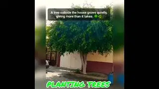 PLANTING TREES #hocphat #daophat #phatgiao #plantingtrees