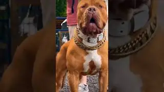 Pitbull Status#youtubeshorts# attitude Pitbull# trending video#with tanvi toy#