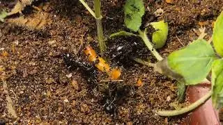 Flo's Carebara diversa 