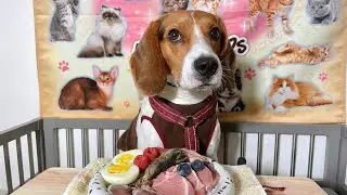 Relaxation with Chewing Sounds｜ASMR Beagle Eating Raw Foods.