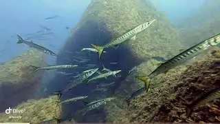 Secca di Santa Caterina (Villasimius) #immersione nell’Area Marina Protetta Capo Carbonara