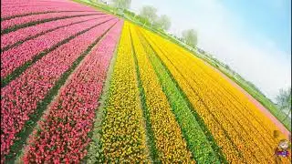Beautiful colorful bright tulips-🌷 Azure Johnny Freestyle 5