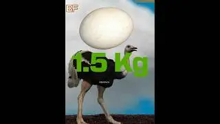 Ostrich Eyes Are Bigger Than Their Brain 😱#baltifacts