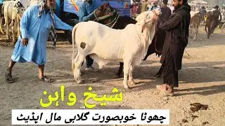 Sheikhwan Mandi Choty Khubsorat Ghulabi Mall Ki Update | @MandiBoy8080 | Zeeshan Khan