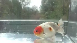 Calico Ranchu / Buffelrug