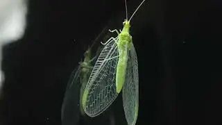 Chrysopa...insetto volante divoratore di afidi.