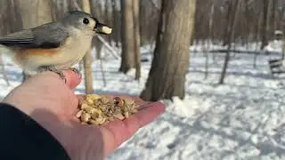 Hand-feeding Birds in Slow Mo - Tufted Titmice, Black-capped Chickadees