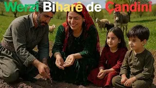 Xebata sereke ya demsala  bihar&ecirc;. Bahar mevsimin de yapilacak ilk iş #agriculture #tarım #culture 