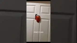 Da G.O.A.T is back #memes #elmo #humor #funny