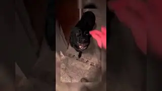 This Dog's Behavior Is Absolutely Terrifying #scary #creepy #dogs