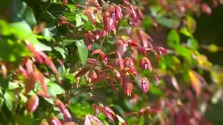 Hobbit&trade; Syzygium is an almost self pruning compact shrub or tall hedge bred by Don Burke