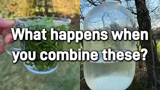 Two Powerful Spring Tonics in One! Cleavers Infused in Birch Sap!