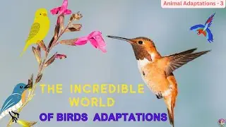 The incredible world of birds/Mother Nature/bird adaptation/sky owners/#birds /#nature/#kids video🦜🐧