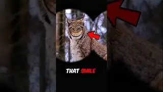 Топ-5 домашних животных, которые рисуют как настоящих животных 🖌️🖍️😱🙀