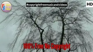 Birch Tree Free Stock Footage with Dream Lagoon music | Copyright Free Music and Videos