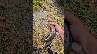 NEMU IKAN GABUS DI TANAH😱