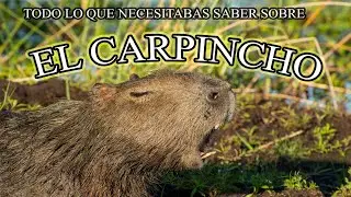 Todo lo que necesitabas saber sobre los Carpinchos😱
