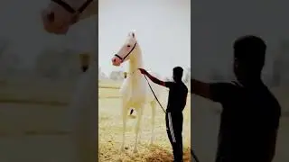Horse | Horse mating video #horse #horselover #donkey #donkeymatingvshorse #ytstudio #youtubeindia