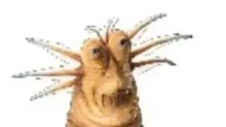 live slug reaction