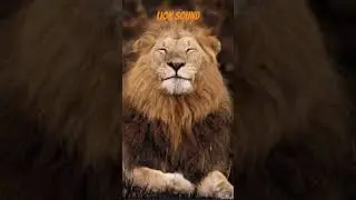 L&ouml;wen Br&uuml;llen - Lion Sound Effect - Zvuk lava - No Copyright #lionsound
