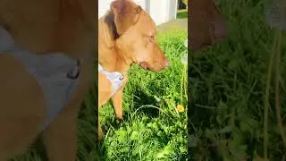 Same music different action😂🐕#comedy #funny #acting #shorts #Sandythedog