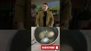 20x Stronger Homemade Calcium Fertilizer for Plants!
