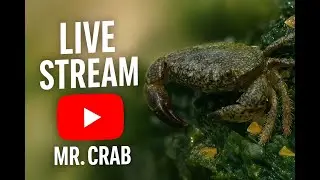Mr. Crab streaming