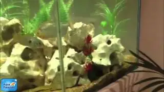 Tips for how to whiten Texas holey rock or dead coral for aquarium