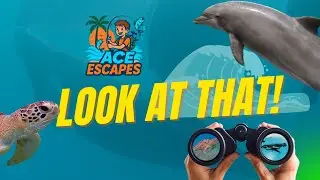 Dolphins, Sharks & Sea Life at the Gulfarium