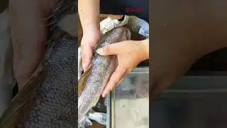 Fish scaler machine for zander #fishprocessing