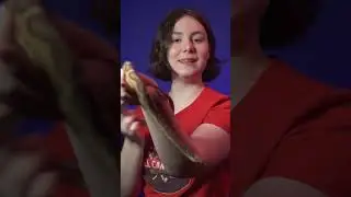 Corn Snakes Are Awesome Part 2! #snake #reptile #cornsnake  #animal