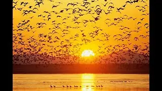 BANDADAS DE P&Aacute;JAROS | Asombrosos Vuelos de Aves | Cante i Bailes de p&aacute;jaros bonitos en libertad
