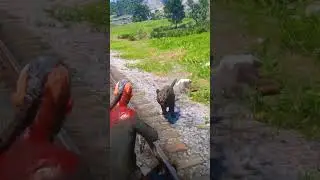 p6382 M&ocirc; phỏng những kĩ năng sinh tồn tuyệt vời ,#shorts