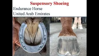 Suspensory Shoeing / Endurance Horse / United Arab Emirates