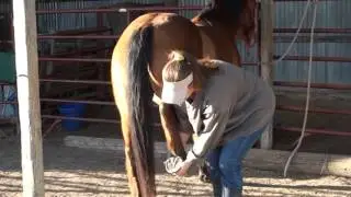 Horse Hind Leg Handling Safety - Equine Bodywork Tips