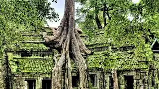 Ancient Jungle Mysteries / Bird and Insect Sounds