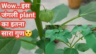 Physalis minima plant growing // Native Gooseberry plant benefits // Sunberry plant